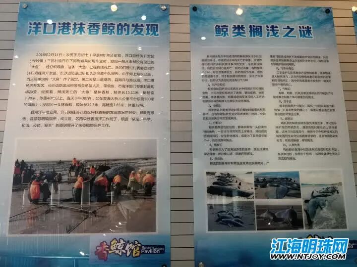 如东搁浅死亡的另一条抹香鲸何时和游客见面？先睹为快