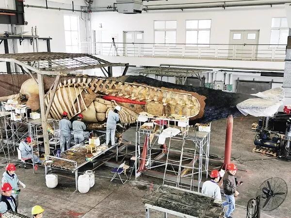 如东搁浅死亡的另一条抹香鲸何时和游客见面？先睹为快