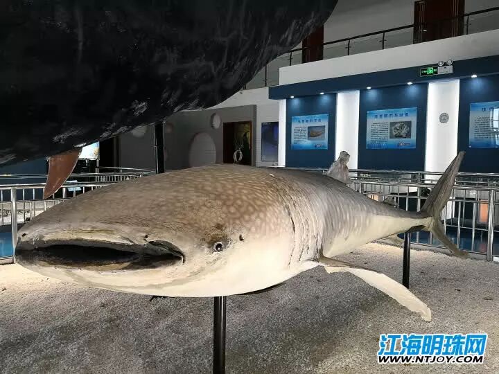 如东搁浅死亡的另一条抹香鲸何时和游客见面？先睹为快