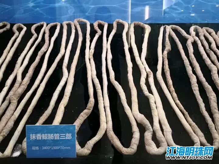 如东搁浅死亡的另一条抹香鲸何时和游客见面？先睹为快