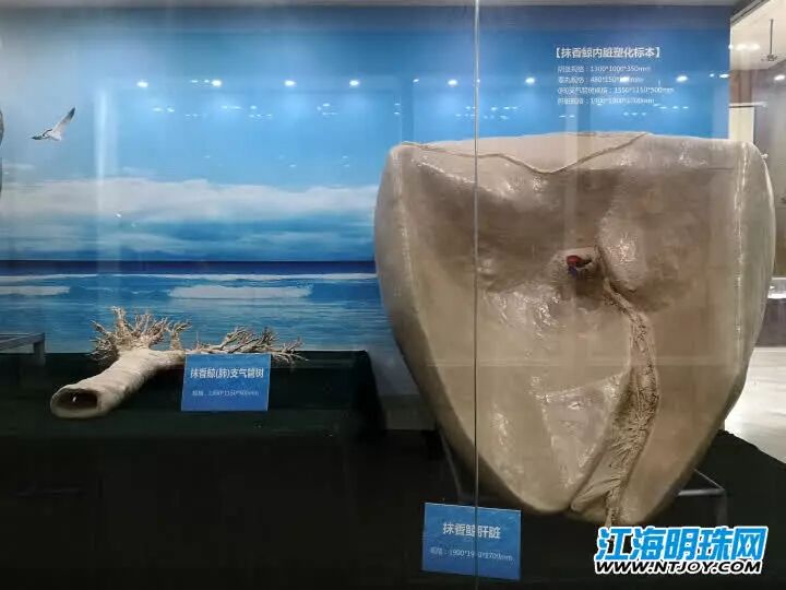 如东搁浅死亡的另一条抹香鲸何时和游客见面？先睹为快