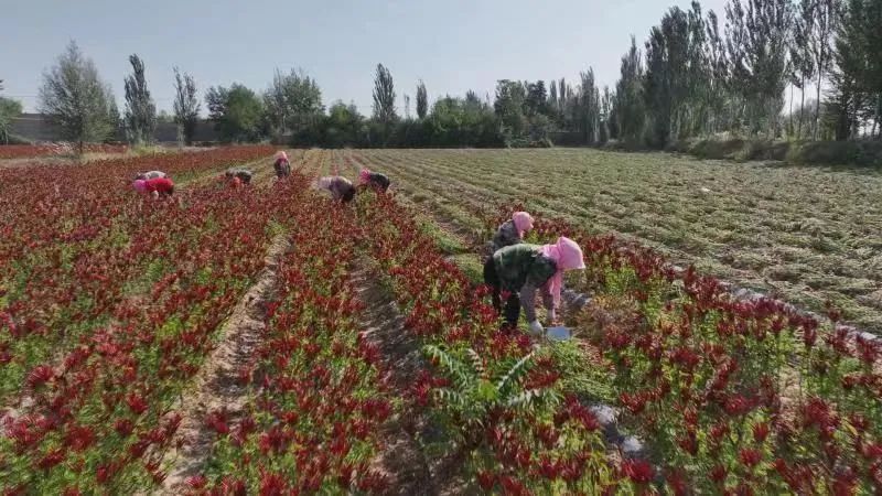 致富经张_农村致富信息网_致富张安平小说