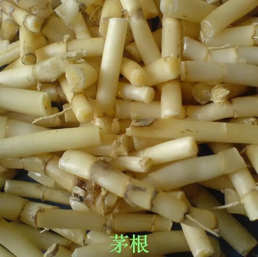 根甜芽鲜的它,曾是我们幼时纯天然的"零食儿"! ‖张生丽