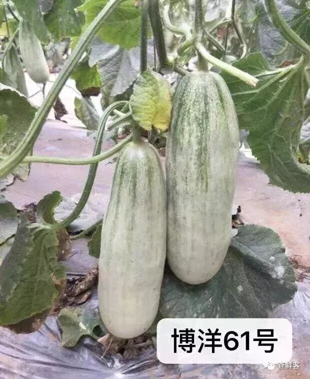 热销甜瓜博洋61的真假辨别