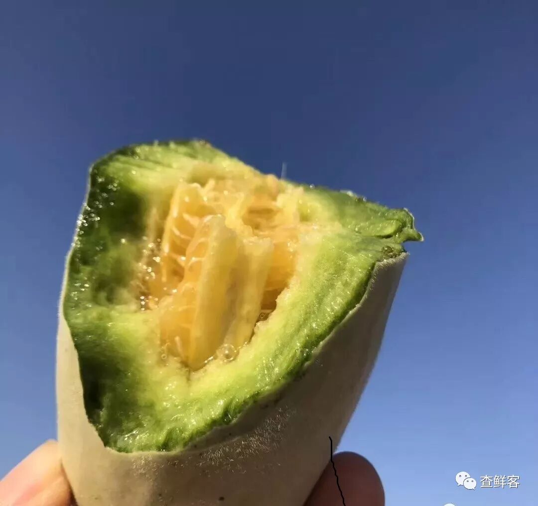 热销甜瓜博洋61的真假辨别