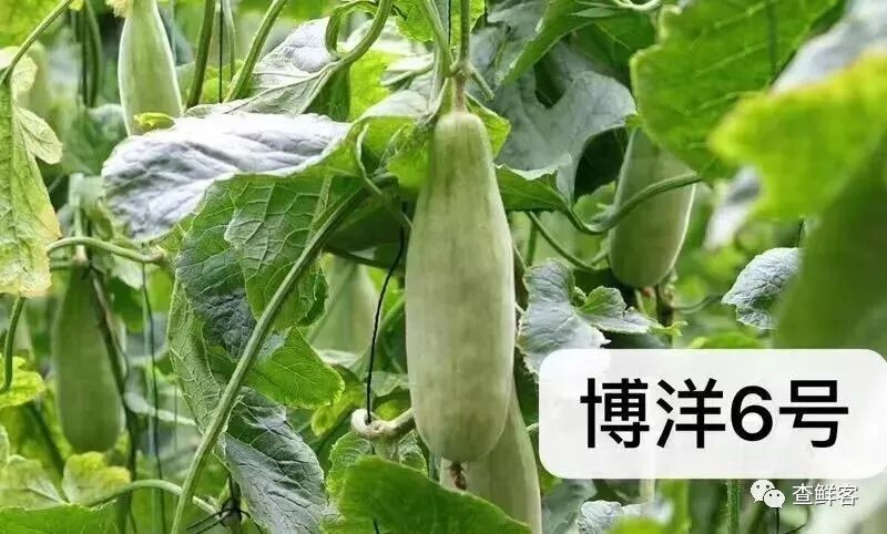 热销甜瓜博洋61的真假辨别