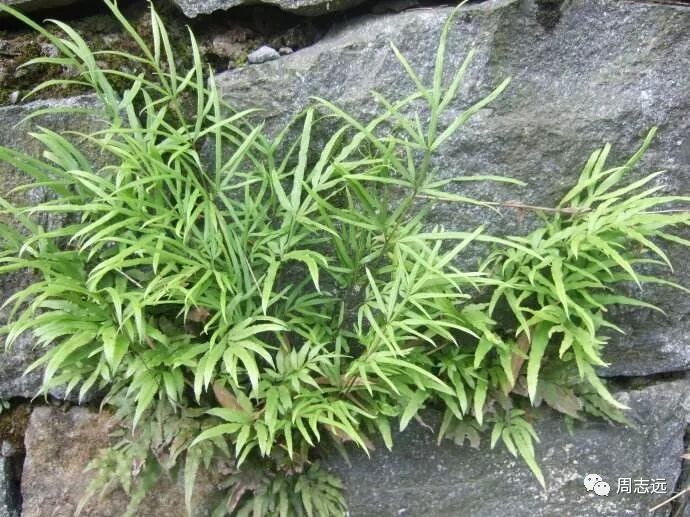 肿瘤患者常用的止血中药之“凤尾草”