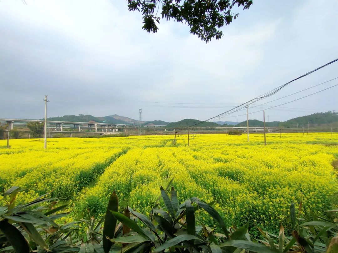 同古镇:百亩油菜花盛开 - 社会新闻 - 广西贺州市钟山县人民政府门户