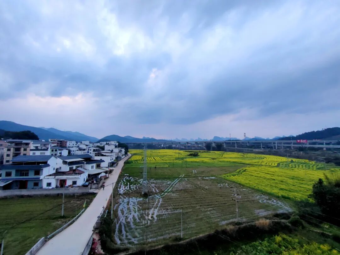 同古镇百亩油菜花盛开