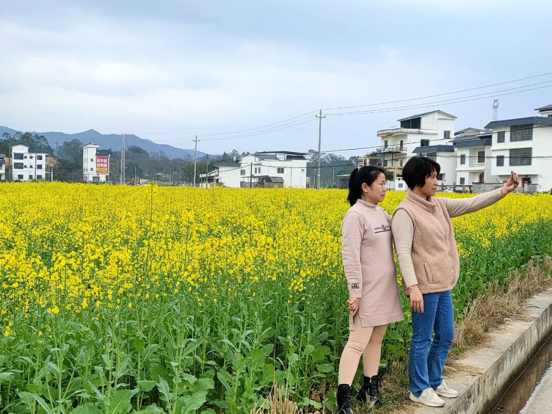 同古镇:百亩油菜花盛开 - 社会新闻 - 广西贺州市钟山县人民政府门户