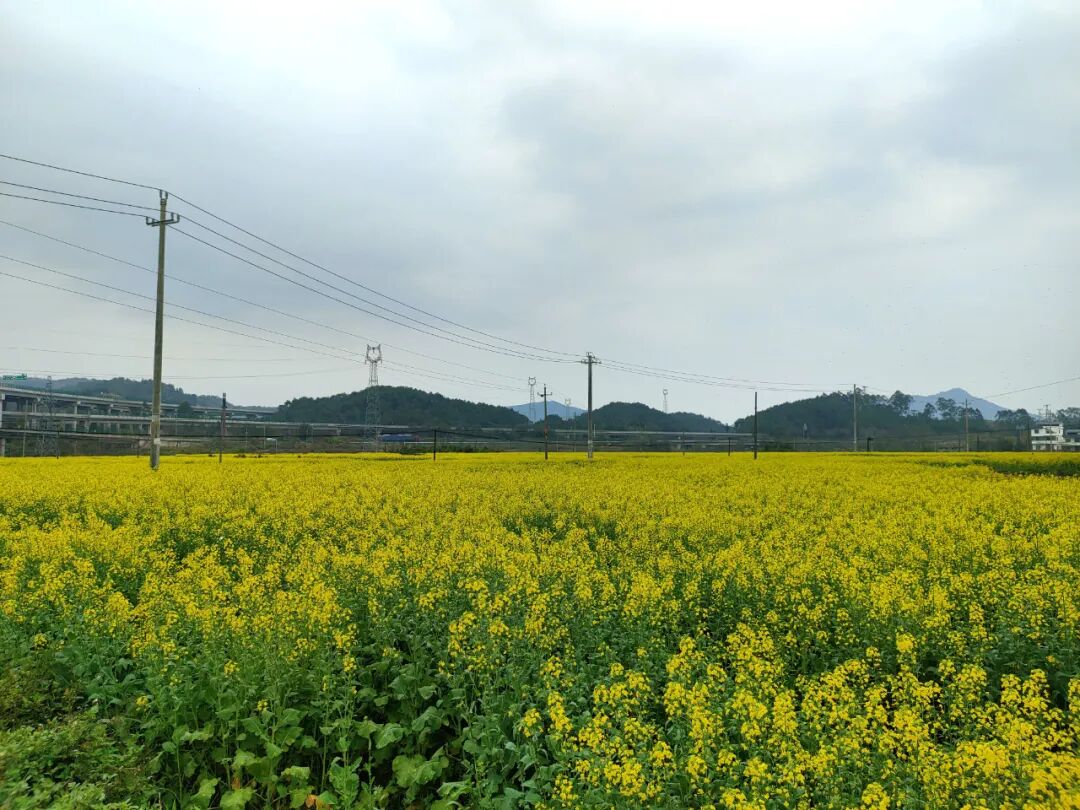 同古镇:百亩油菜花盛开 - 社会新闻 - 广西贺州市钟山县人民政府门户