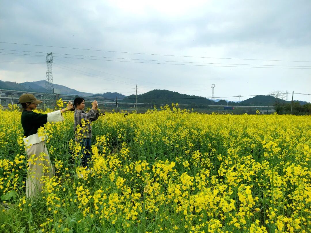 同古镇:百亩油菜花盛开 - 社会新闻 - 广西贺州市钟山县人民政府门户