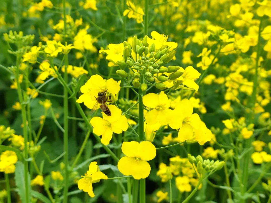 油菜图片真实花开图片