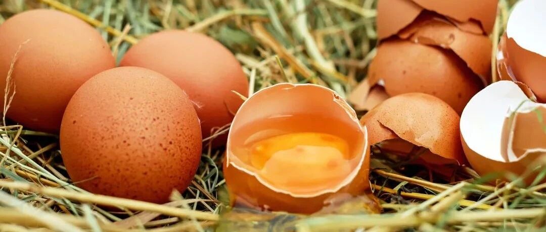 “毒鸡蛋”疫情在欧洲爆发，确诊272例已死2人，菌株来自西班牙