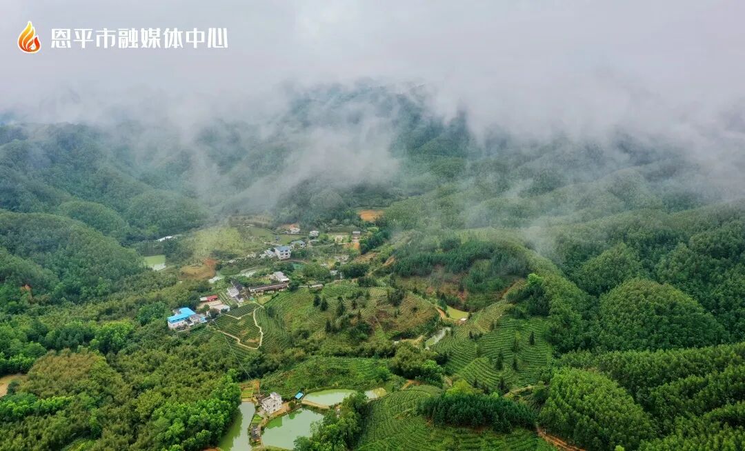 恩平市大田镇发展特色农业助力乡村振兴