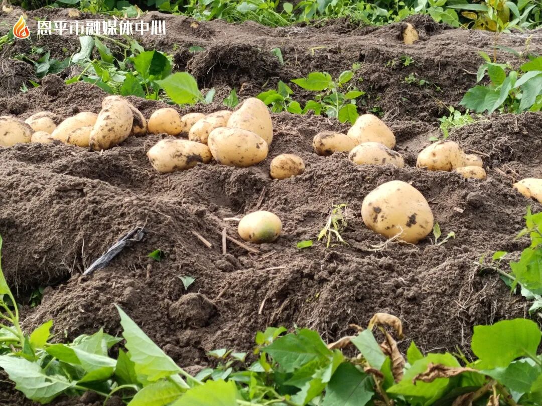 大田线上牵线搭桥助力农户销售马铃薯