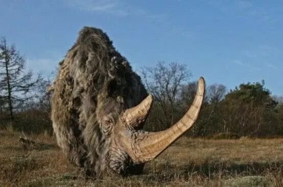 披毛·犀牛角，到底什么来头？