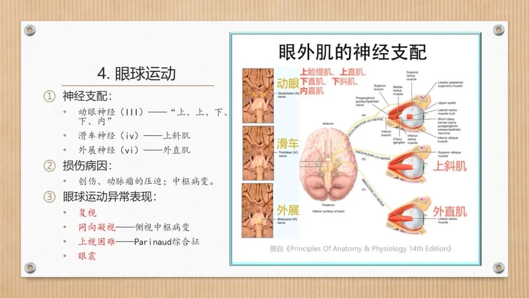 垂体 眼下