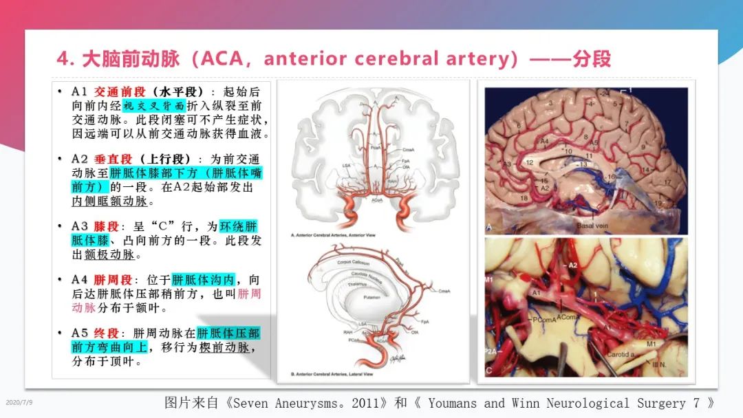 脑血管解剖学习总结 神经病学医学网 微信公众号文章 微小领