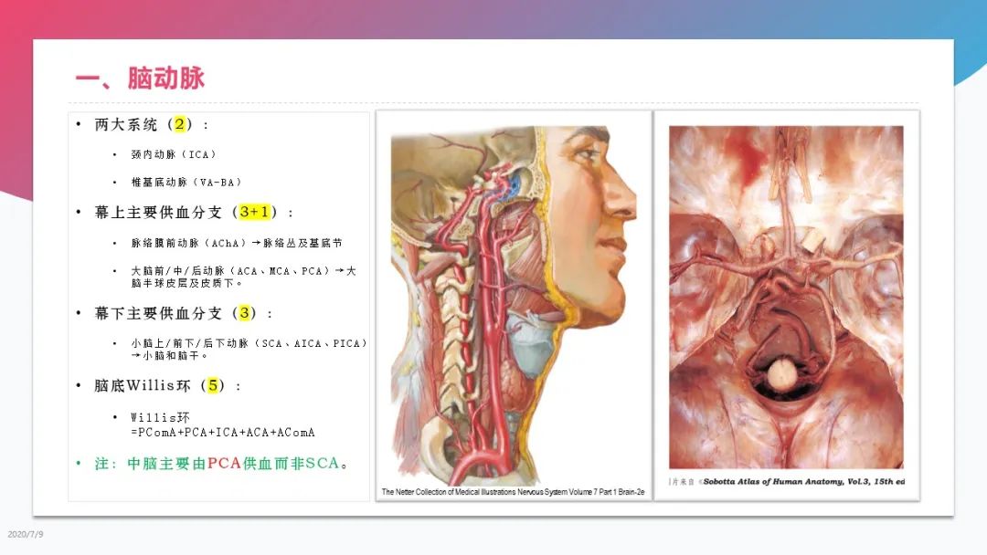 脑血管解剖学习总结 神外世界 二十次幂