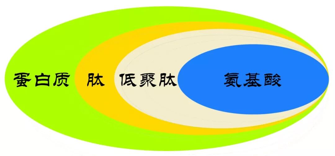 为什么越来越多的人开始喝肽，肽有何营养价值？