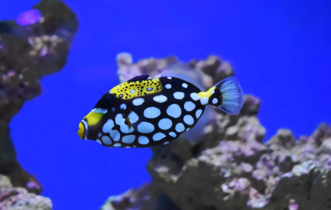 海洋小知识 小丑炮弹biu 发射 你见过这些鱼吗 它们独特的外表与名字真的很有趣哦 不信你来瞧一瞧 遵义海洋世界