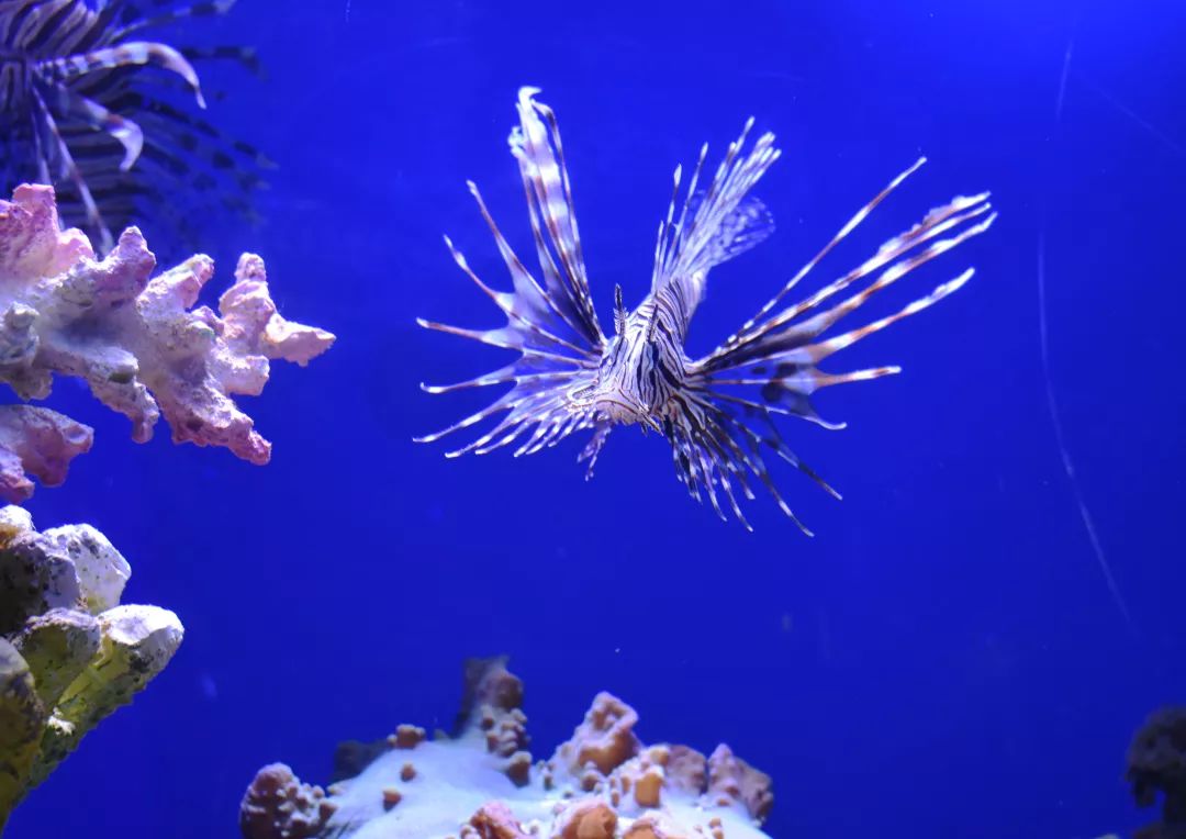 海洋小知识 小丑炮弹biu 发射 你见过这些鱼吗 它们独特的外表与名字真的很有趣哦 不信你来瞧一瞧 遵义海洋世界