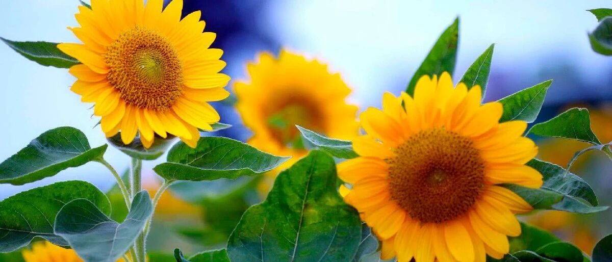 剖析：狮子座最独特的特性