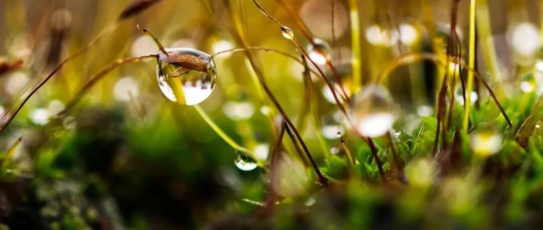 狮子座女生需要别人的保护吗？