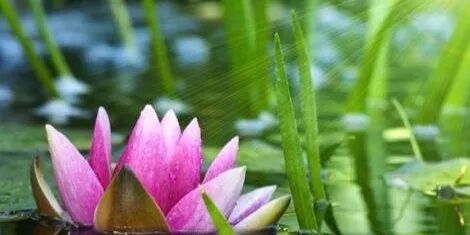 狮子座男一旦结婚就容易成熟 对老婆的感情最难舍难分吗 狮子座网 每日精选公众号文章