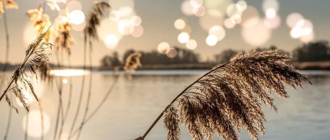 狮子座不愿放弃的原则是什么？