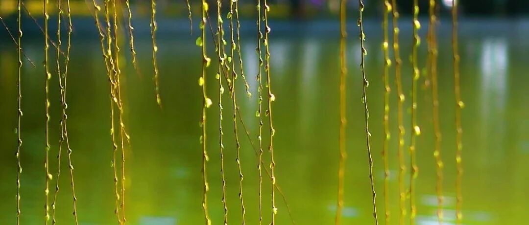 狮子座的事业做得风生水起，那么感情方面呢？