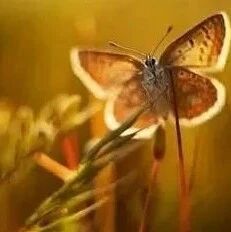 狮子座很容易和谁配对成功？