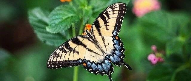 十二星座中，狮子座女生到底有多 厉害？