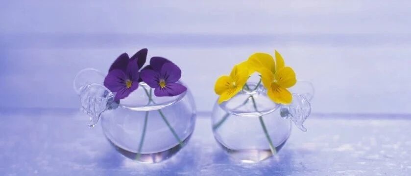 有仇不报非狮子