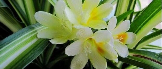 狮子座真的不再爱你了