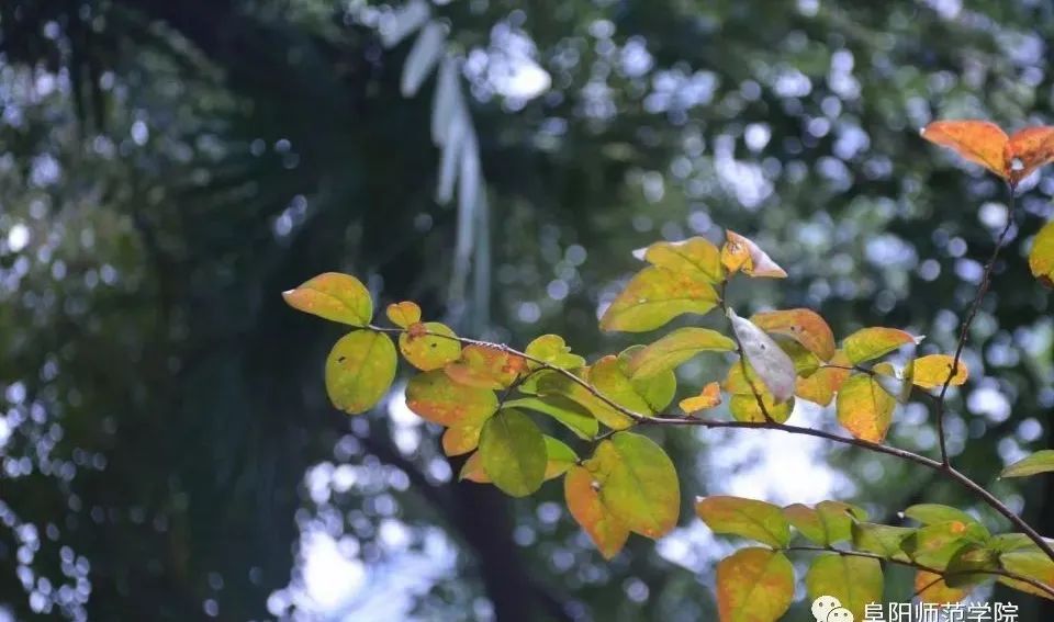 獅子座與天蠍座的故事 星座 第6張