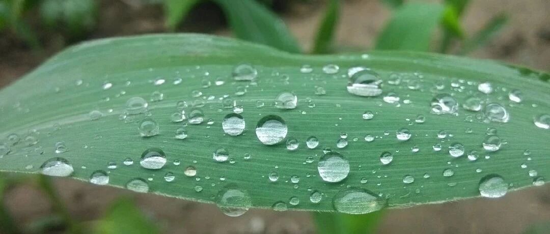 向来宁缺毋滥，专一，且从一而终就是狮子座的爱