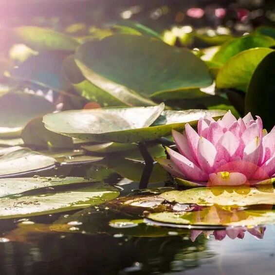 在爱情方面，狮子座的眼里绝对容不了沙子