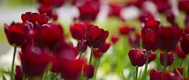 狮子座爱上的人都有这些特点？