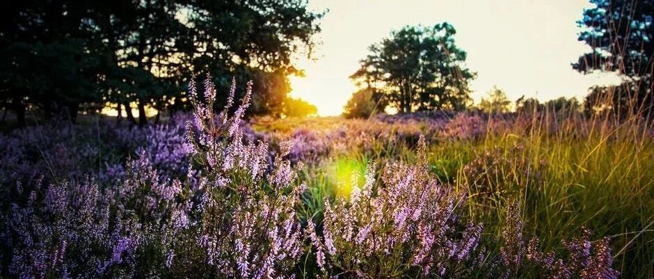 狮子座缺乏安全感的表现会有哪些呢？