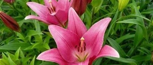 狮子座女生的爱情