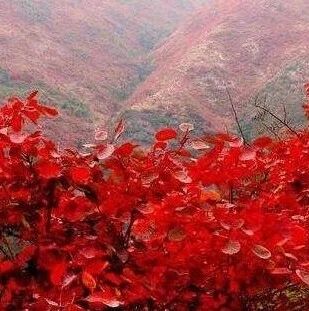 面对爱情狮子座的你会这样吗？