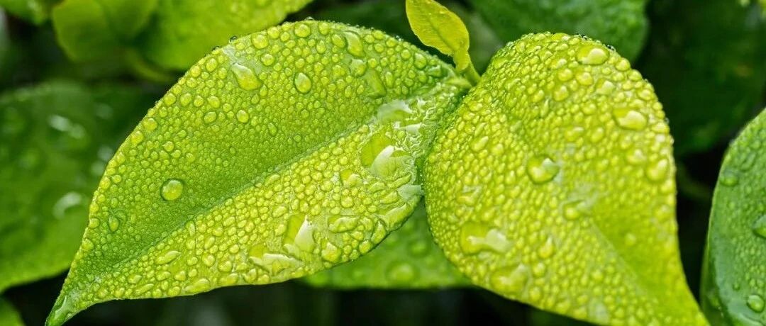 狮子座是如何征服TA人的呢？