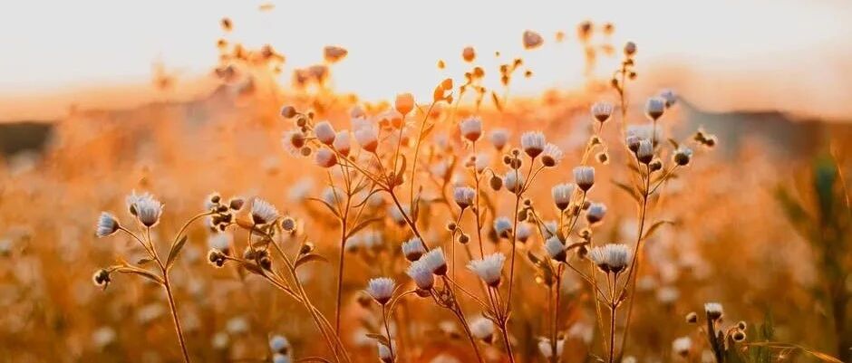 狮子座在爱情里到底有什么样的魅力呢？