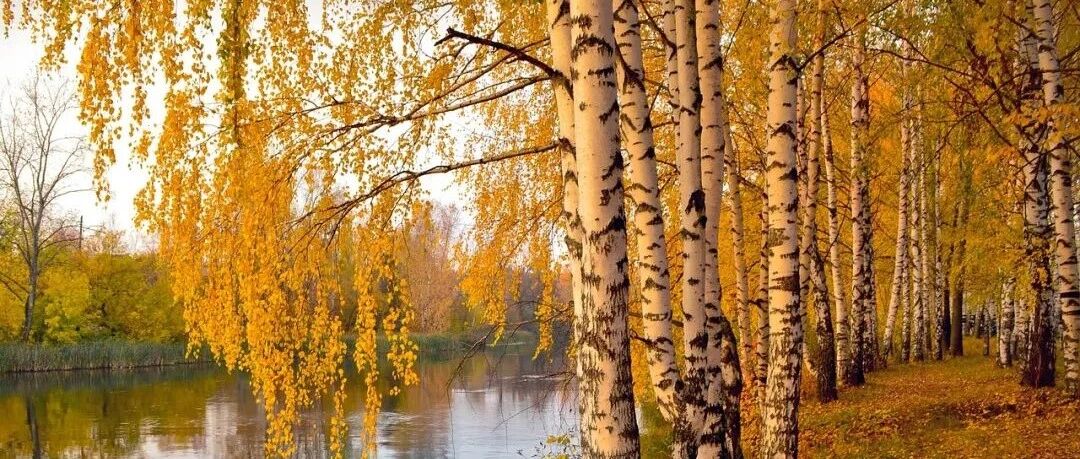 狮子座是绝不甘心当配角的，对吗？