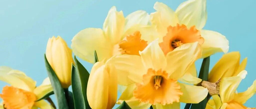 天生领袖的狮子座，被什么人收服了呢?