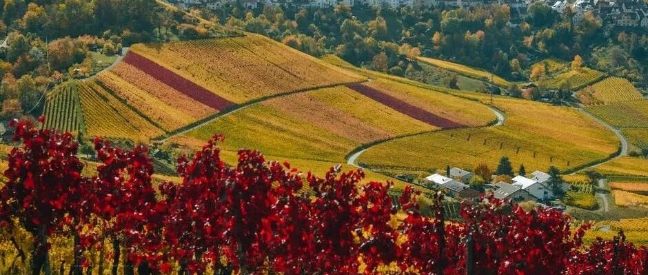 狮子座的TA对你服软了吗？