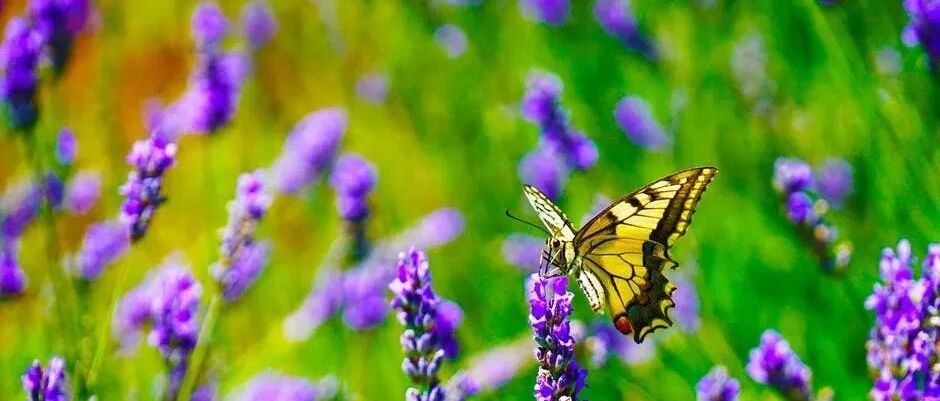 狮子座在情场中，都有着怎么样的优势？