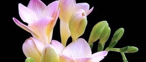 狮子座真的做到像王者一样